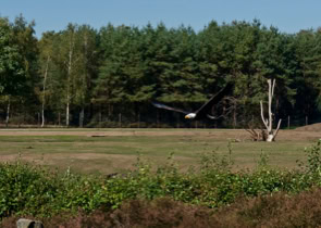 Amerikaanse Zeearend tijdens demo op Beekse bergen